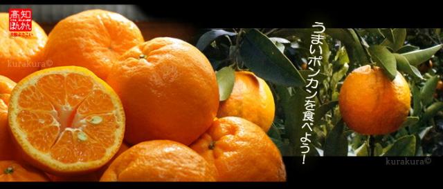 うまいポンカンLOVE！