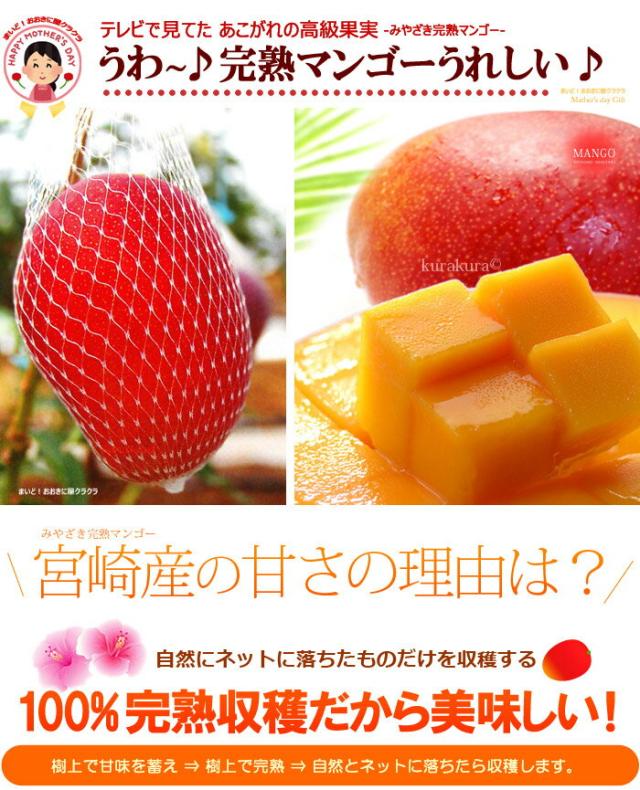 ネットに落ちる完熟マンゴー