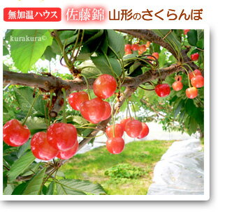 父の日さくらんぼ栽培風景