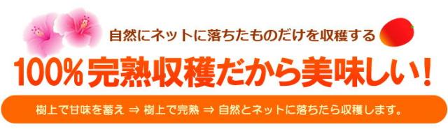 宮崎産はネットに落ちる完熟収穫だから