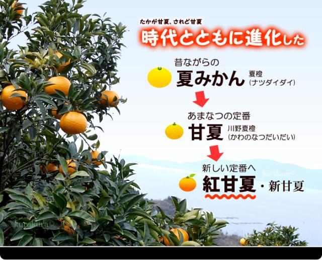 進化した夏みかん→甘夏→紅甘夏