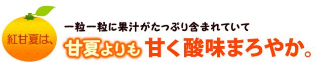 紅甘夏は甘夏の枝分かれ品種