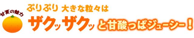 紅甘夏ザクッザクッと甘酸っぱジューシー!