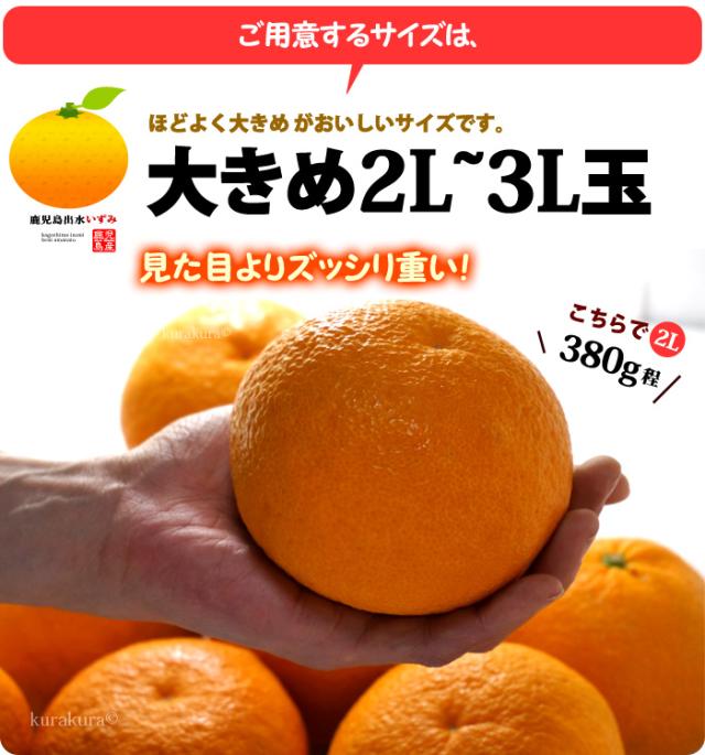 紅甘夏2L~3L大きめサイズ