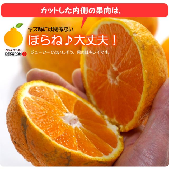 訳ありデコポン果肉はキレイ