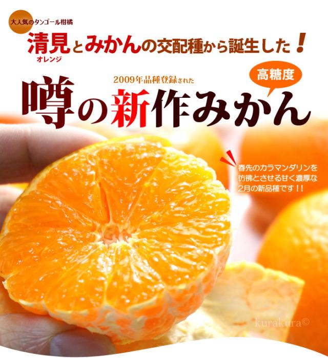 噂の新作みかん津之輝