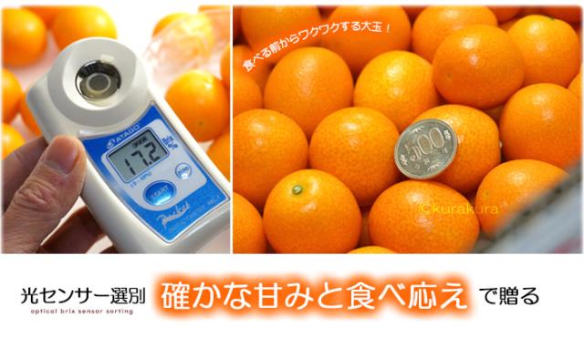 宮崎完熟きんかん「たまたま」光センサー選別の確かな甘みと食べ応えで贈る