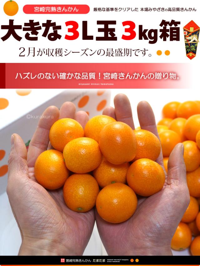 宮崎完熟きんかん「たまたま」大きな3L玉3kg箱販売