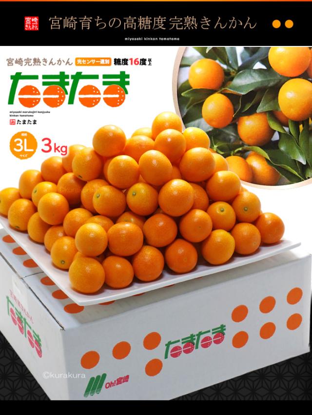 宮崎完熟きんかん「たまたま」3L3kg販売お届け姿イメージ