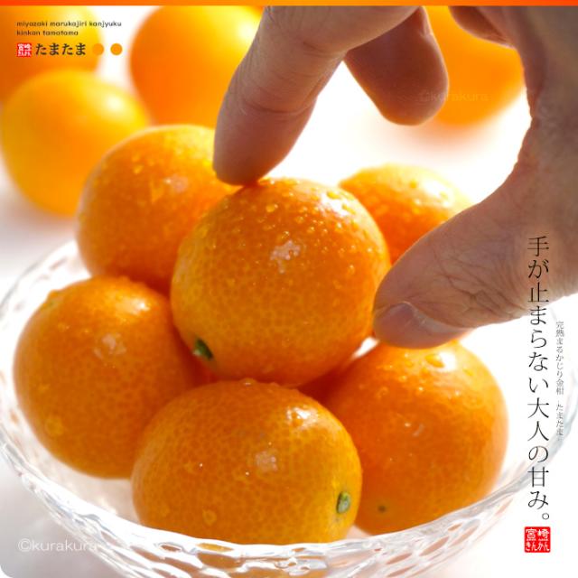 完熟きんかん「たまたま」手が止まらない大人の甘み