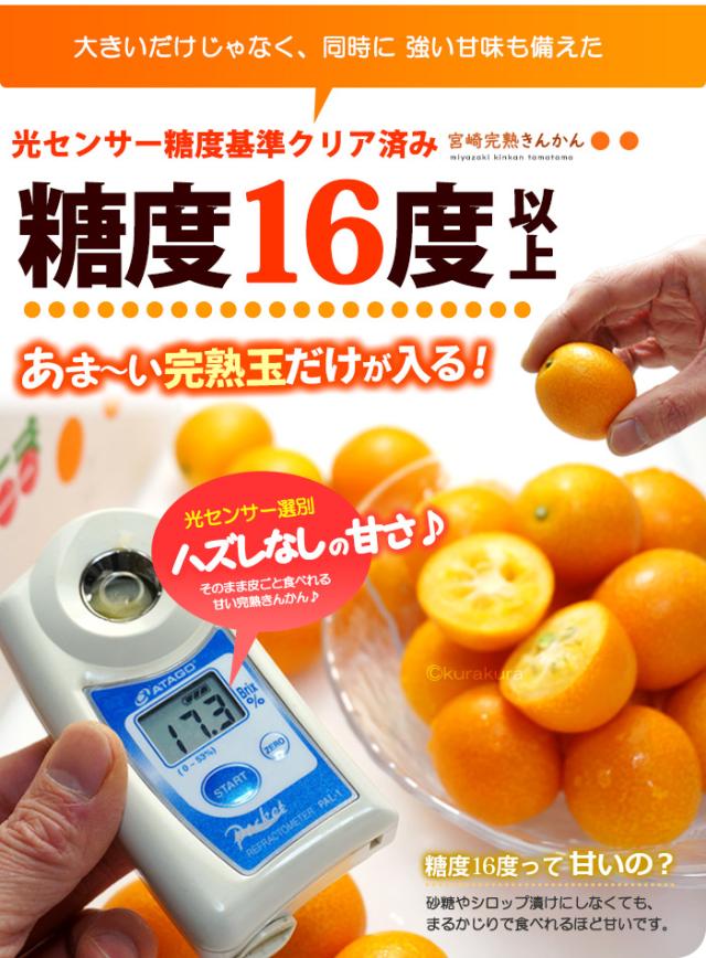 金柑たまたま光センサー糖度16度以上