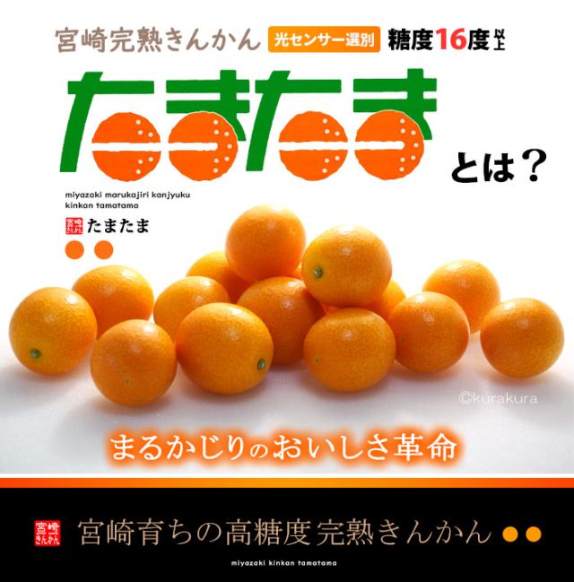 宮崎完熟きんかん「たまたま」とは？