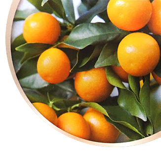 藤徳みかん糖度の一例