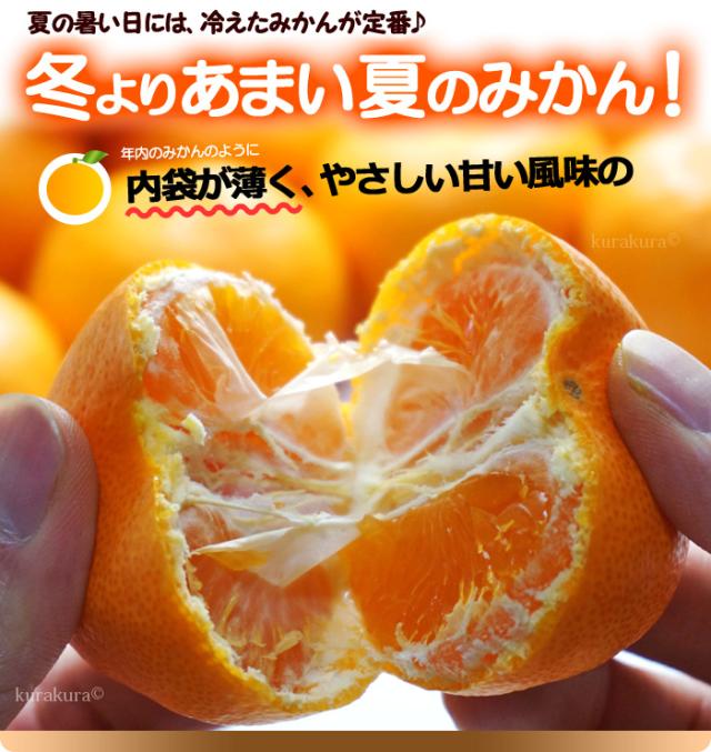 冬よりあまい！夏のハウスみかん