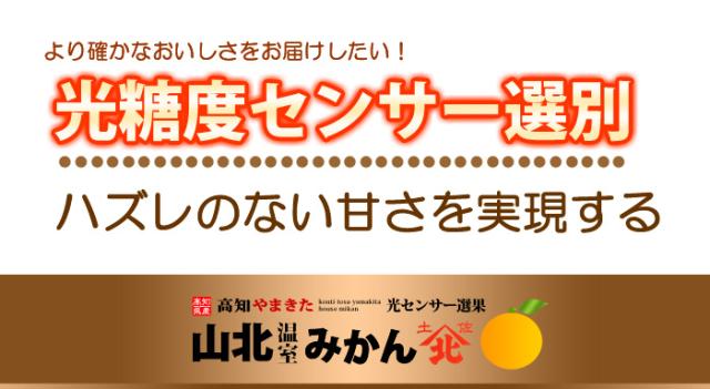 光糖度センサー選別の山北ハウスみかん