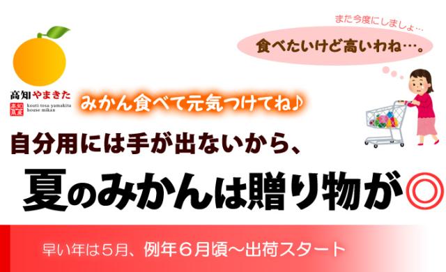 夏のハウスみかんは贈り物が◎