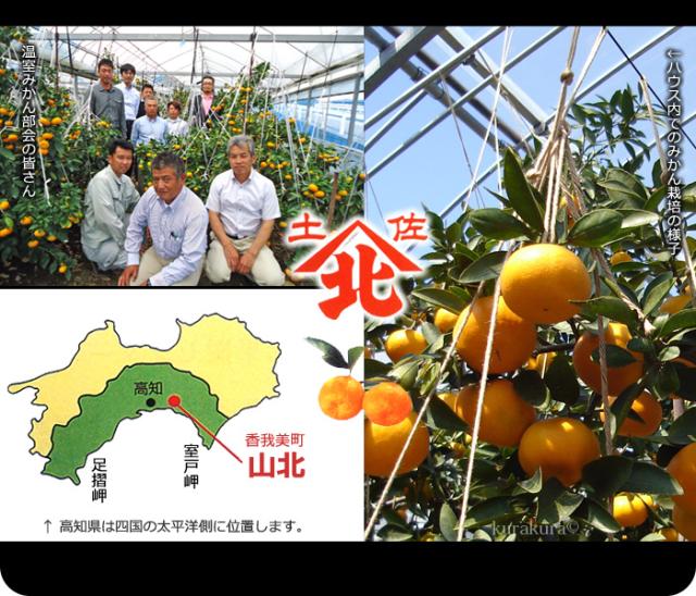 土佐山北は温室みかん栽培のパイオニア