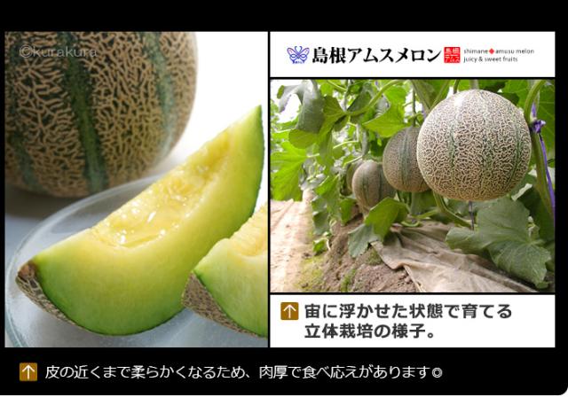 島根アムスメロン全てハウス立体栽培