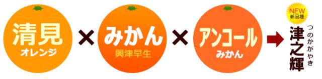 清見×みかん×アンコール＝津之輝