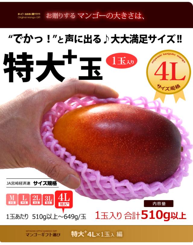 マンゴー大きさイメージ特大+4Lサイズ1玉