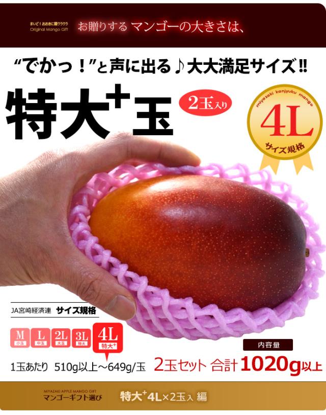 マンゴー大きさイメージ特大+4Lサイズ2玉