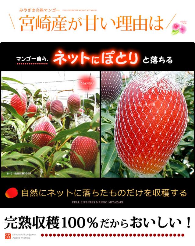 宮崎産マンゴーが甘い理由は完熟収穫