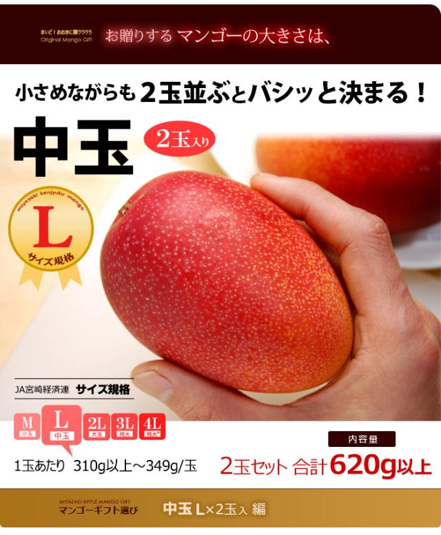 マンゴー大きさイメージ特大3Lサイズ2玉