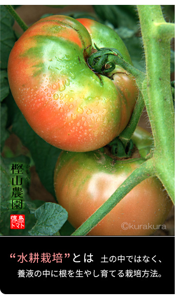樫山農園ももりこトマトは水耕栽培