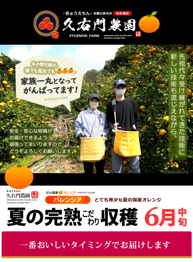 久右門農園バレンシアオレンジお届け規格のご案内