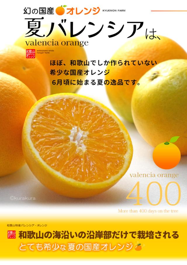 夏バレンシアオレンジ和歌山産