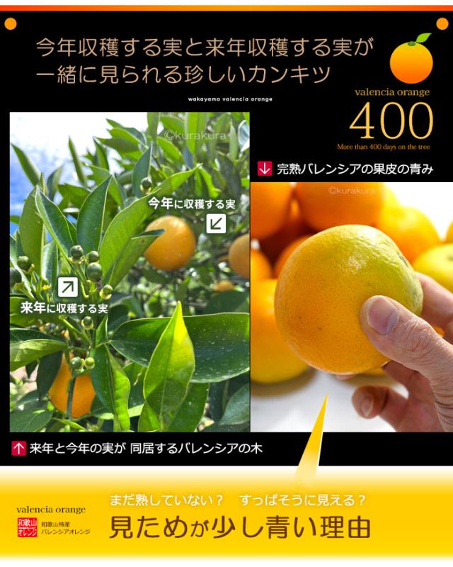 バレンシアオレンジ今年収穫する実と来年収穫する実が一緒に見られる珍しいカンキツ