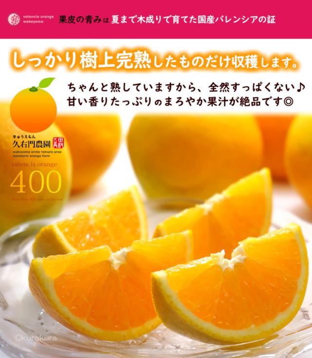 バレンシアオレンジ樹上完熟