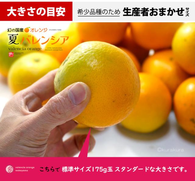 久右門農園バレンシアオレンジ希少品種のため生産者おまかせサイズ