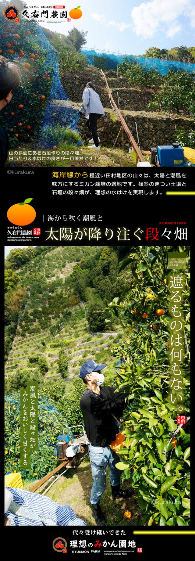 久右門農園の太陽が降り注ぐ段々畑