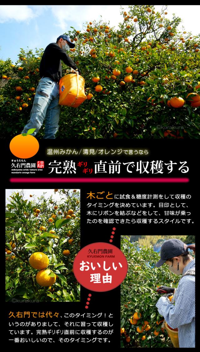 久右門農園は完熟ギリギリ直前で収穫する