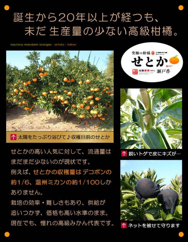せとか生産量が少ない高級みかん
