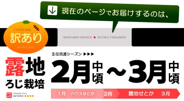 露地せとか訳あり販売/出荷2月スタート詳細案内