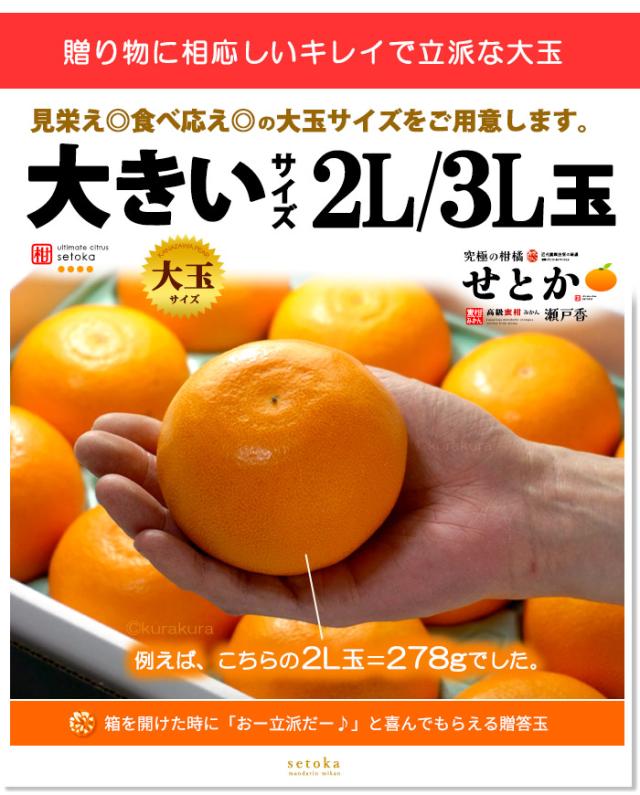 せとか大玉2L3Lサイズ大きさイメージ