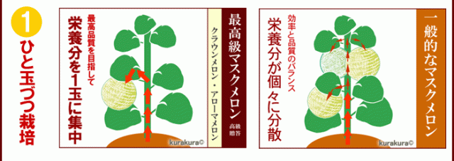 アローマメロン美味しさ【その1】