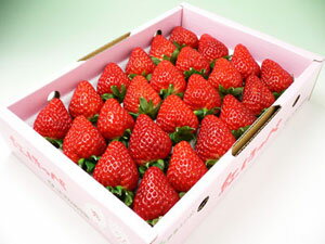 【秀品】紅ほっぺ/いちごをお届け！