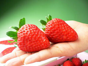 大粒で出来のいい苺をお届けします♪