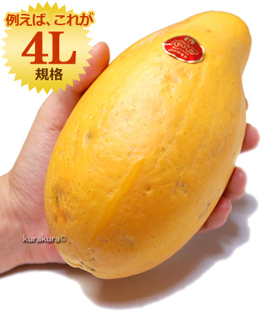 宮崎パパイヤ特大4L3L規格