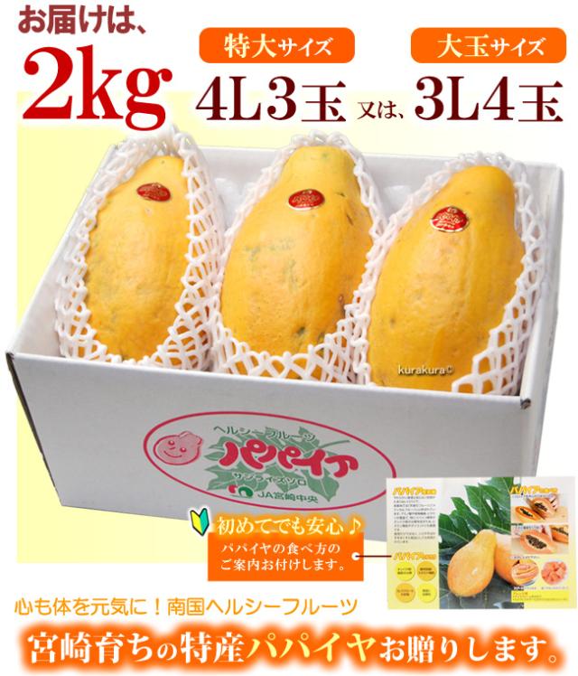 宮崎完熟パパイア2キロ箱お取り寄せイメージ