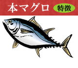 本マグロの特徴