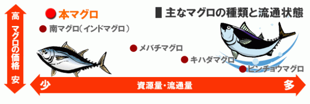 主なマグロの種類と流通状態