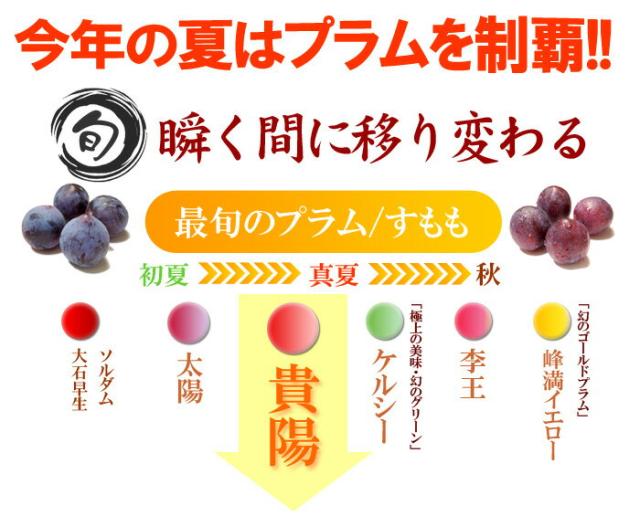 今年の夏はプラムを制覇！