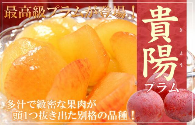 「貴陽プラム」すももの販売/お取り寄せ