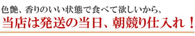 発送当日仕入れ！