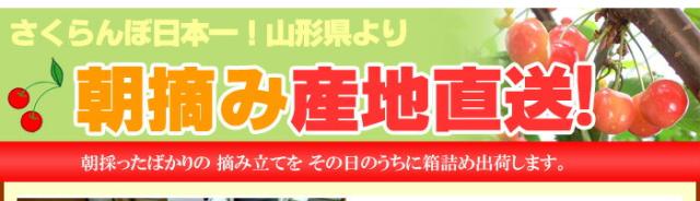 朝摘みで産地直送！さくらんぼ佐藤錦