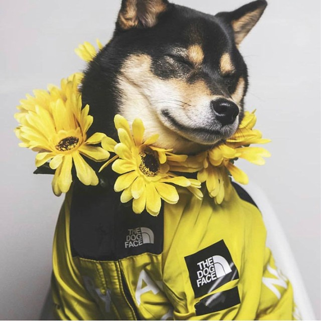 THE DOG FACE】犬服 レインコート パーカー THE DOG FACE 小型犬